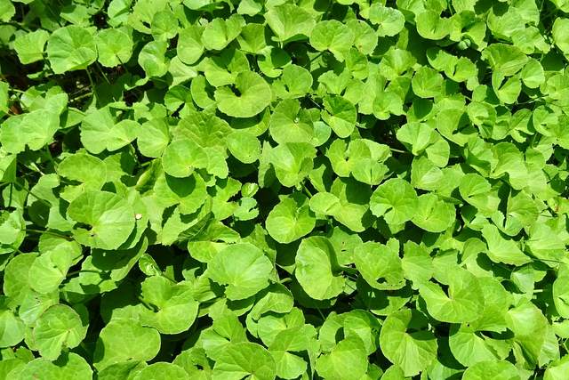 Foglie di centella