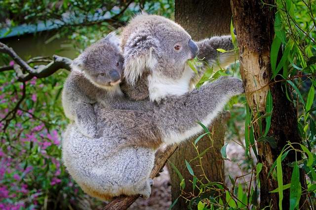 Koala
