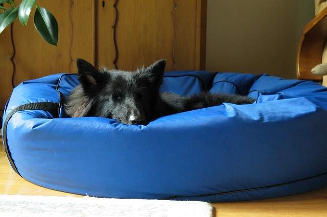 Cane dorme nel suo lettino