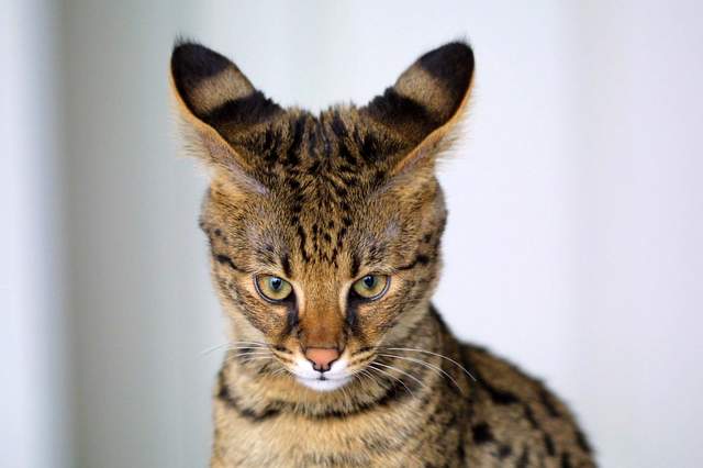 Gatto Ashera