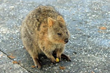 Quokka