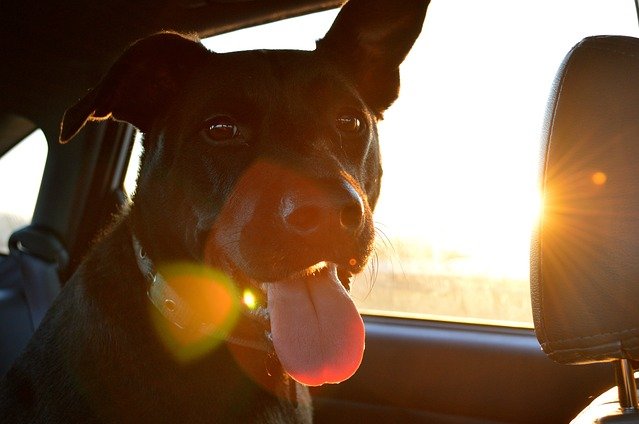 Cane in auto