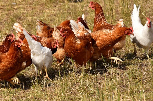 Galline all'aperto