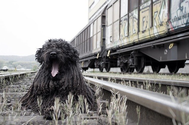 Cane binari treno