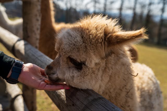 Lama e alpaca: gli animali che stanno conquistando le fattorie italiane